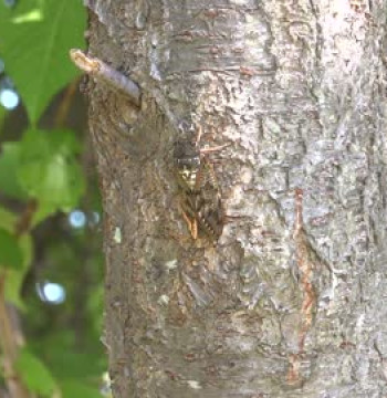 夏の風物詩「アブラゼミ」R-1